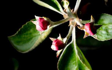Closed flowers on a tree branch in spring