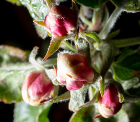 Closed flowers on a tree branch in spring