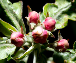 Closed flowers on a tree branch in spring