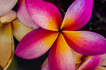 Fototapeta na wymiar Macro Photography. Colorful flowers in bloom