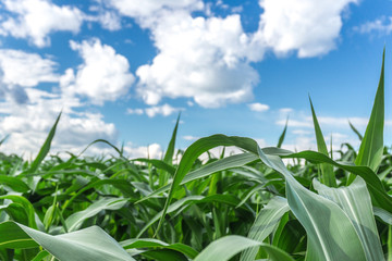 Obraz premium Field of young corn against the blue sky with clouds. Big leaves on a summer day. Bright colours