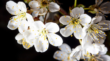 Flower on a branch of cherry on a black background