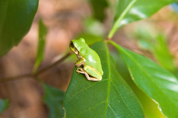 ニホンアマガエル　Hyla japonica