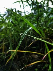 Obraz na płótnie Canvas grass with water drops