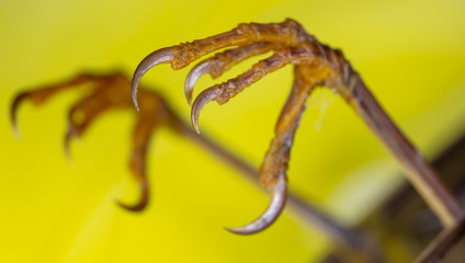 Claws on the legs of a bird in nature