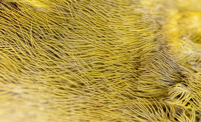 Bird feathers with a yellow tinge as a background