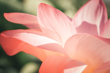 The lotus valley. Beautiful pink flower in the sunlight.