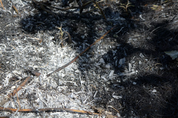 ashes of burnt grass in the field in summer