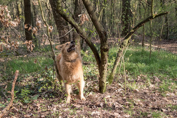 Hunde in der Hundeschule