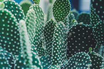Macro Photography. Colorful flowers in bloom