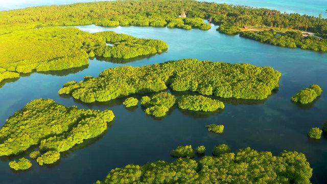 Aerial View of River in Rainforest, Latin America