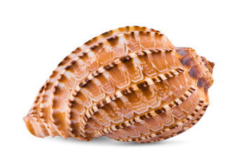 sea shell isolated on white background