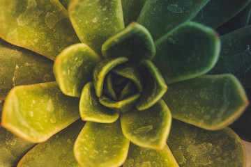 Obraz premium Macro Photography. Colorful flowers in bloom