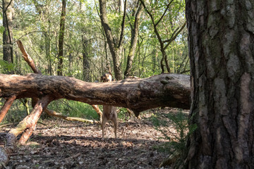 Hunde in der Hundeschule