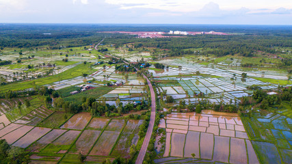 Road line center in the frame and rice plantations