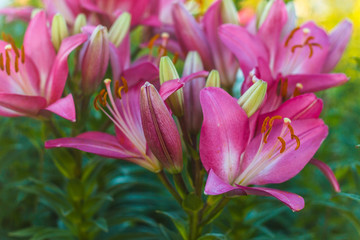 Pink Lily Scientists consider the birthplace of the Lily Asia. The creation of new varieties of lilies began in Japan