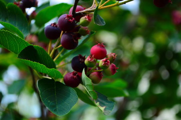 The ripened fruits of shadberry on a branch