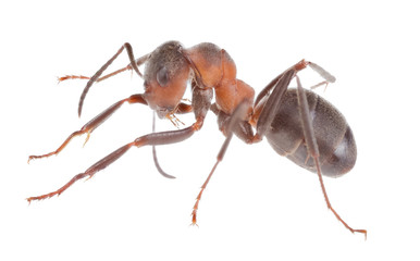 forest light brown large isolated ant