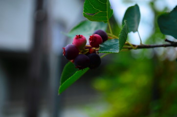 The ripened fruits of shadberry on a branch