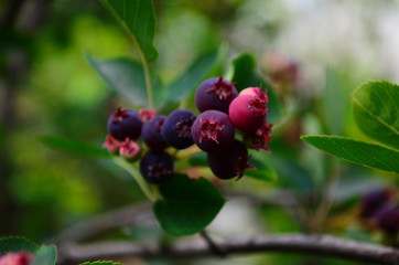 The ripened fruits of shadberry on a branch