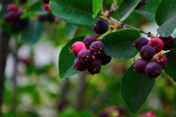 The ripened fruits of shadberry on a branch