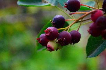 The ripened fruits of shadberry on a branch