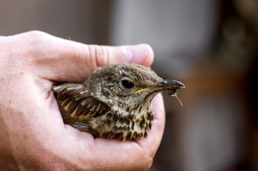 bird in human hand close up