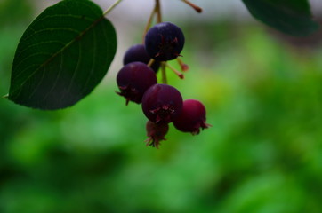 The ripened fruits of shadberry on a branch