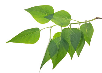 branch with nine green leaves