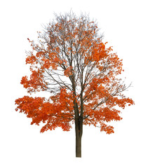 bright orange autumn maple cutout on white