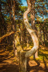 Powichrowane drzewa z parku narodowym w Norwegi 
