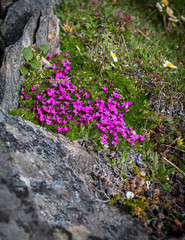 Petite Pink Wildflowers