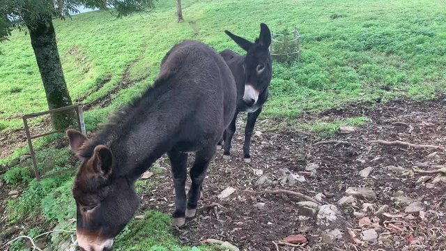 sympathetic mules in the field