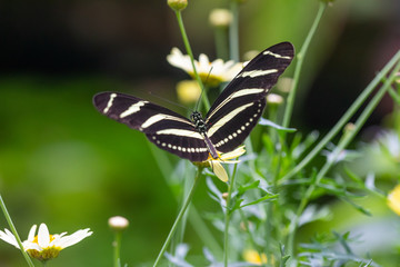 exotic butterfly in tropical garden, lightness flying beauty