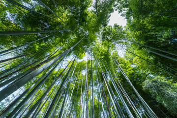 Fototapeta na wymiar 鎌倉の竹林
