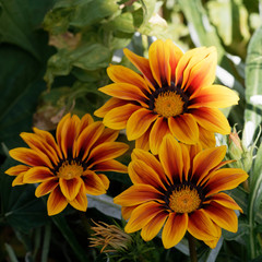 Gazania or treasure flower (Gazania rigens)