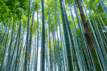 鎌倉の竹林