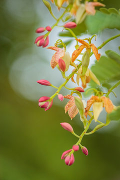 Tamarind flowers blossoming on the tree.