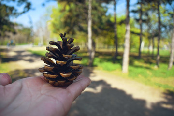 Bump on the palm against the background of the forest. Beautiful nature concept