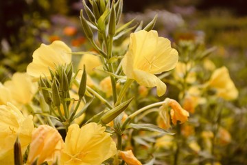 retty beautiful yellow orange flower blooming in a field garden forrest background botanic