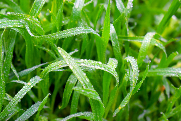 Drops on the grass. Fresh summer morning. Beautiful nature concept