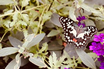 butterfly on a leaf yellow orange black white insects botanic