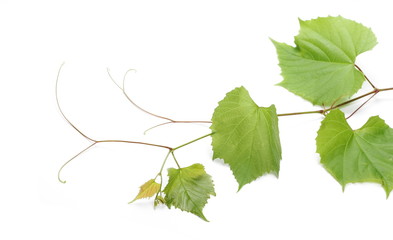 Young grapevine, vine branch, stem with leaves isolated on white background