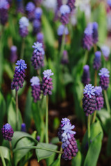 Purple flowers of muscari in spirng garden. Grape Hyacinths, Muscari armeniacum