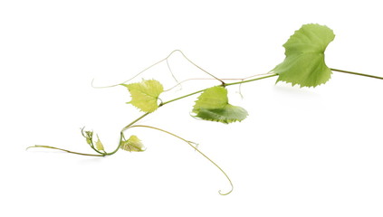Young grapevine, vine branch, stem with leaves isolated on white background