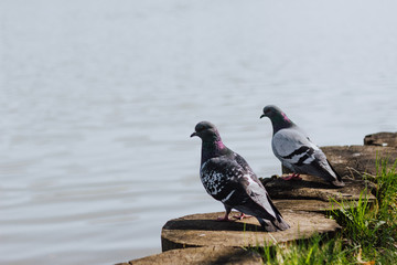 Pigeons near the water