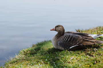 Duck on the shore of a lake in the park