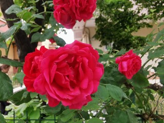 red wild rose ivy close up
