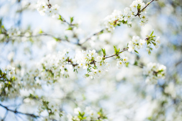 The blooming trees with white flowers on sky background