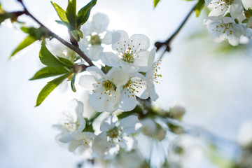Obraz premium The blooming trees with white flowers on sky background